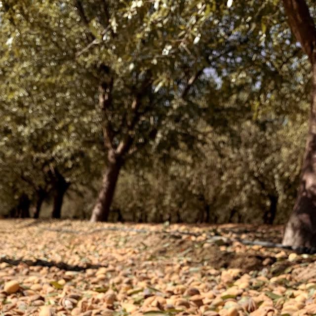 Almond harvest underway in a Bapu orchard