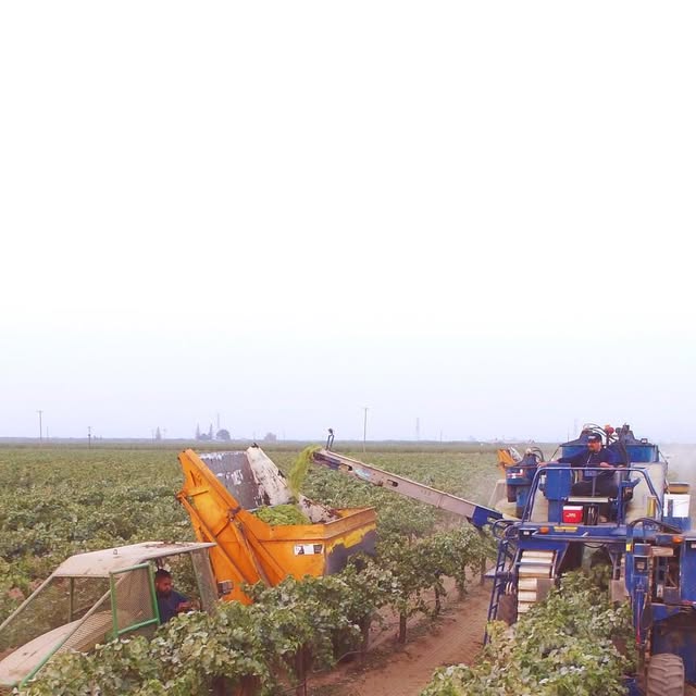Bapu grape harvester maintained for seasonal work