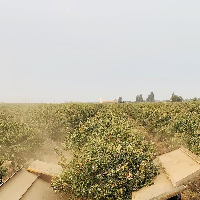 Pistachio harvest equipment working side by side