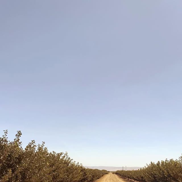 Pistachio orchard at Lost Hills