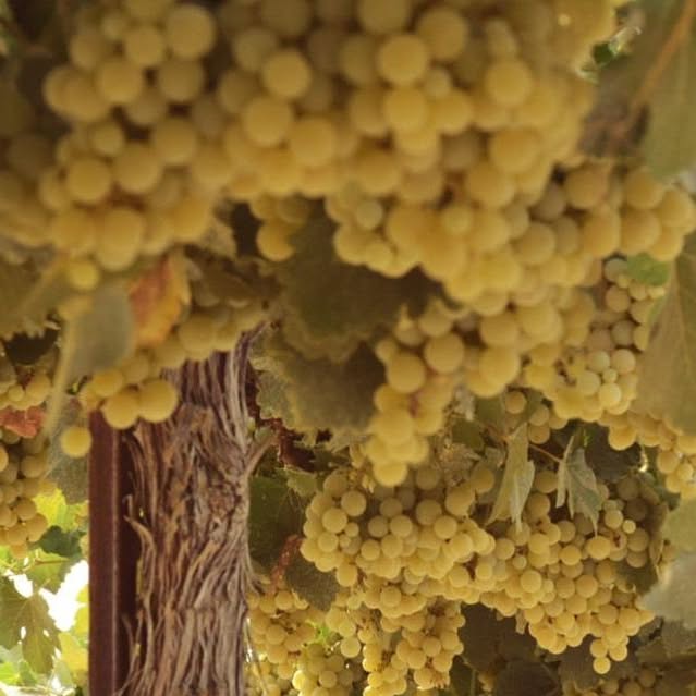 Clusters of Symphony winegrapes grown in Madera