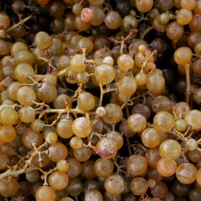 Winegrape harvest in California's Central Valley